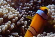 RedSea0001.jpg