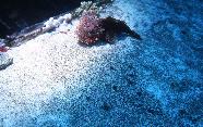 RedSea0012.jpg