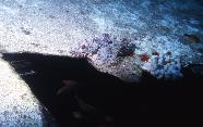 RedSea0017.jpg