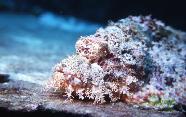 RedSea0018.jpg