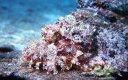 RedSea0020.jpg