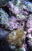 RedSea0023.jpg