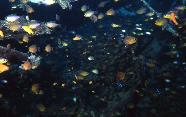 RedSea0037.jpg