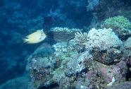 RedSea0041.jpg