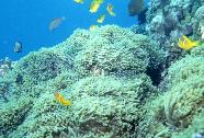 RedSea0044.jpg