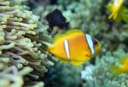 RedSea0045.jpg