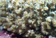 RedSea0048.jpg
