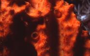 RedSea0049.jpg