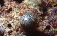 RedSea0053.jpg