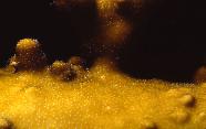 RedSea0056.jpg