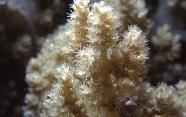 RedSea0058.jpg