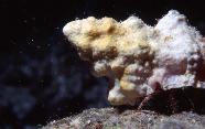 RedSea0064.jpg