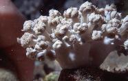 RedSea0066.jpg